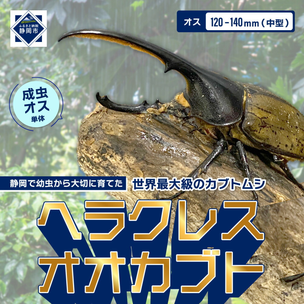 【ふるさと納税】ヘラクレスオオカブト中型牡（120-140粍）【送りとどける不可：北海道・沖縄・離島（構成成分除く】□ | カブトムシ カブト虫 ヘラクレスオオカブト 虫けら おすすめ 貨物輸送無料 一般受け