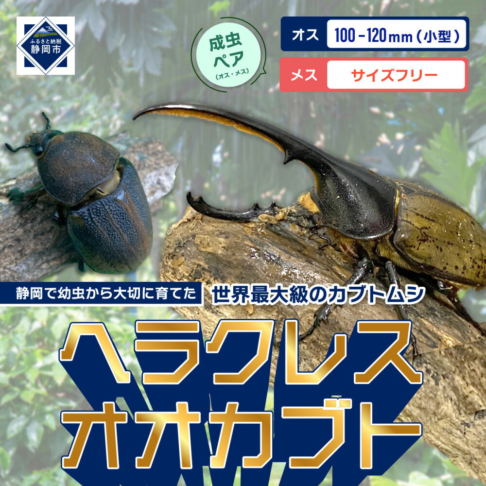 【ふるさと納税】（ペア）ヘラクレスオオカブト小型オス（100-120mm）&メス（サイズフリー）【配送不可：北海道・沖縄・離島（一部除く】□ | カブトムシ カブト虫 ヘラクレスオオカブト 昆虫 おすすめ 送料無料 人気画像