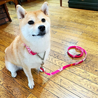 【ふるさと納税】【中型犬用・M大いさ】二分の一車輪止め色合いと先んじるの仕かける(アロハさくら色) 雑貨 日機材 愛玩動物機材 ペット・ペットグッズ-首輪・胴輪・リード-犬用品