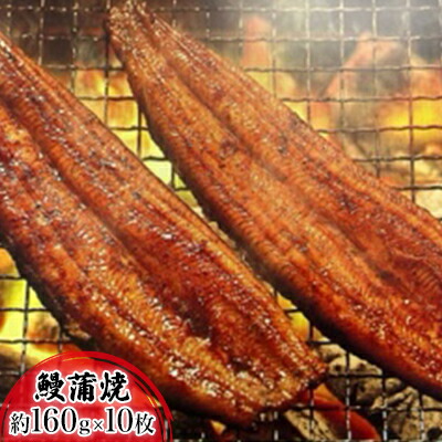 【ふるさと納税】浜名湖産鰻 蒲焼 約160g×10本 セット 土用の丑の日 丑の日 うなぎ 静岡県産 浜松 お届け:順次発送となります。|静岡県浜松市