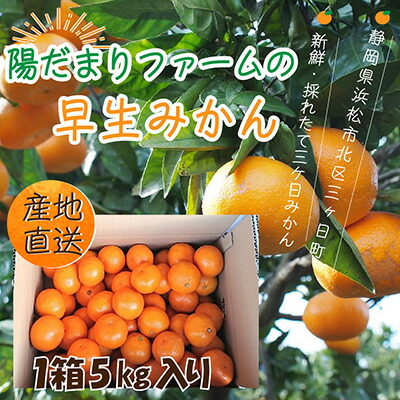 【ふるさと納税】先行予約【2025年11月中旬より順次発送】陽だまりファームの早生 三ヶ日 みかん 5kg 1箱 果物 柑橘 フルーツ 甘い 酸味 コク 三ヶ日町 　お届け：2025年11月中旬～2025年12月中旬