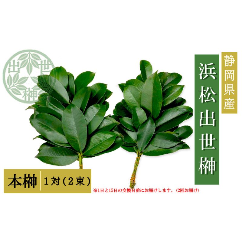 【ふるさと納税】榊 浜松出世榊 本榊 純国産 1対（2束）※1日、15日の交換に間に合うように配送 国内産 日持ち 大きい 艶やか 肥料のみ使用 農薬不使用 浜松市 静岡県