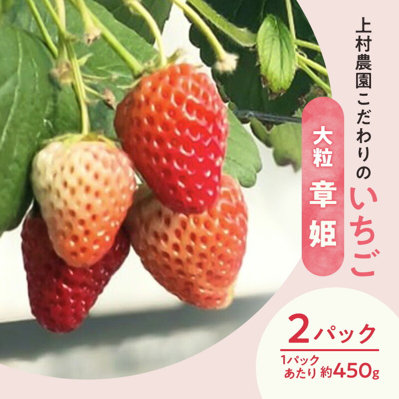 【ふるさと納税】上村農園 こだわりのいちご 大粒章姫 2パック (1パックあたり約450g) イチゴ あまい おいしい 静岡 浜松市【配送不可：沖縄・離島】　お届け：2026年2月1日～5月15日まで