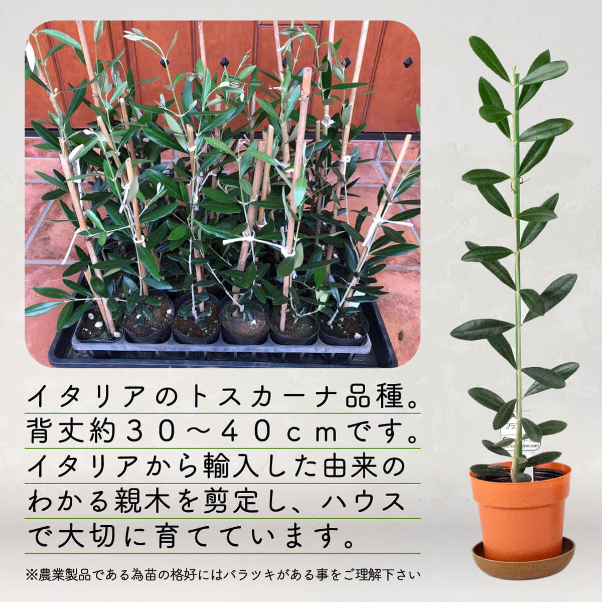オリーブ 苗木 2本セット 鉢 観葉植物 植物 インテリア 鉢植え