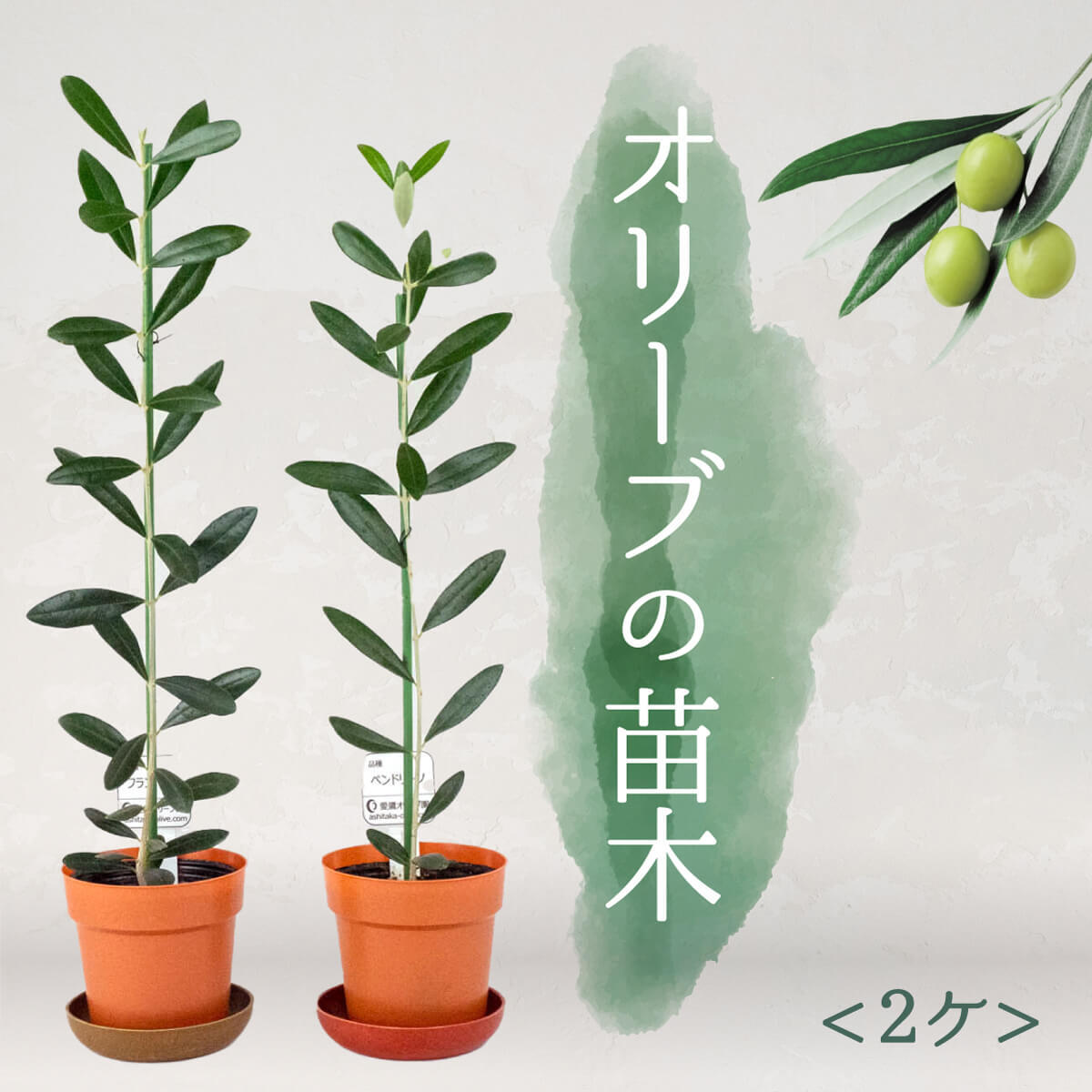 オリーブ 苗木 2本セット 鉢 観葉植物 植物 インテリア 鉢植え