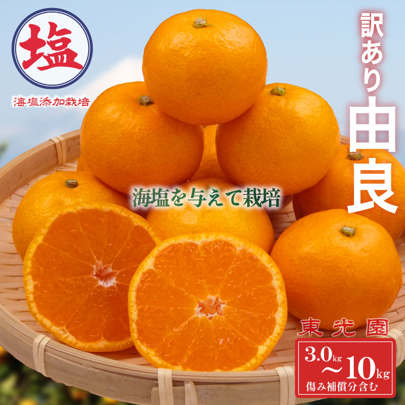 【ふるさと納税】 由良 みかん 海塩 を与えて栽培 予約受付 10月上旬順次発送 訳あり みかん 由良 選べる 容量 計 3kg ~ 10kg 傷み補償分 200g ~ 400g 含む 蜜柑 柑橘 オレンジ 果物 フルーツ 沼津市 静岡県｜静岡県沼津市
