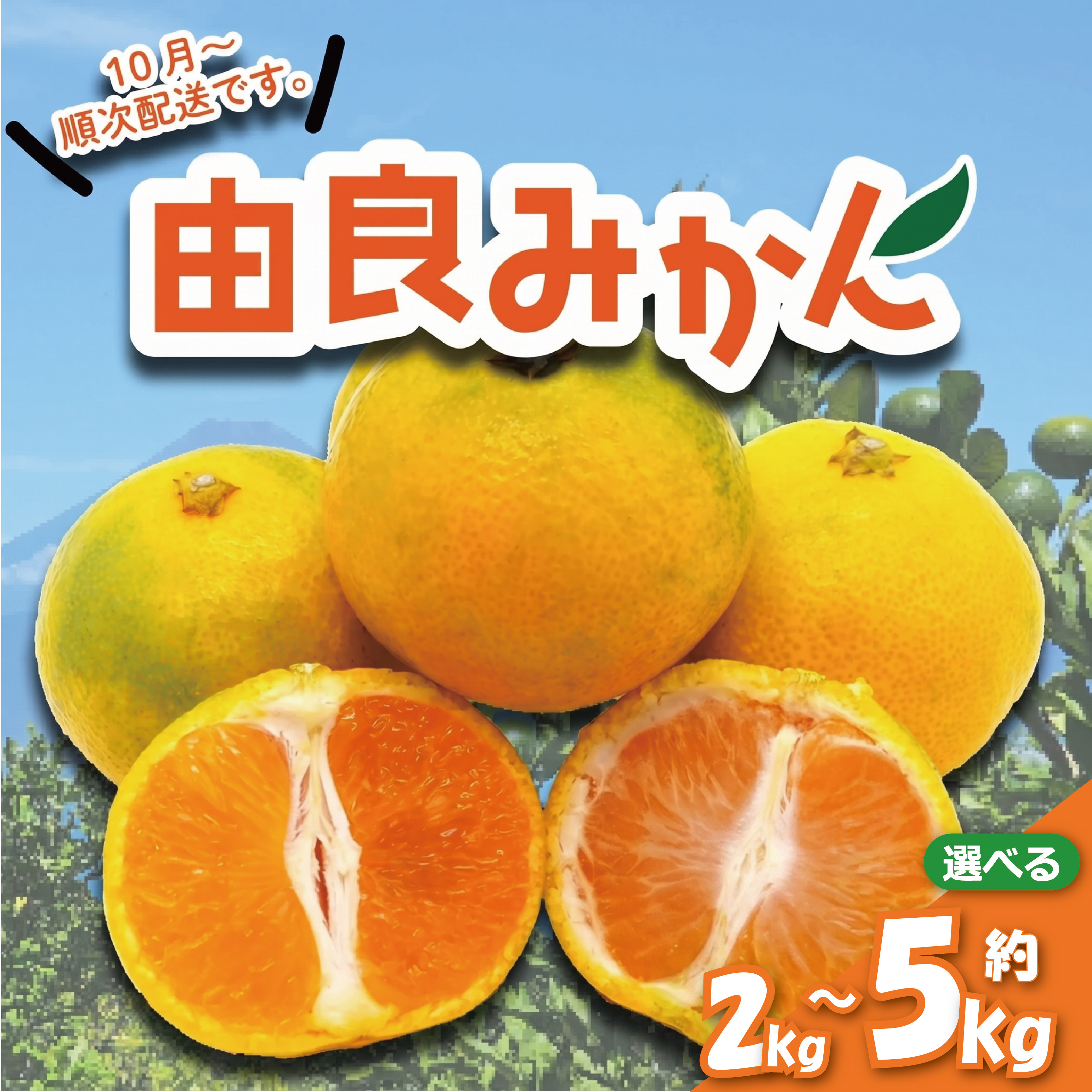 【ふるさと納税】 由良 みかん 約2kg～5kg 果物 フルーツ 西浦 蜜柑 柑橘 オレンジ ミカン 国産 温州みかん 贈答用 ギフト 贈り物 高糖度 甘い 美味しい 旬 季節 秋 冬 産地直送 新鮮 家庭用 沼津市 静岡県｜静岡県沼津市 9,000円