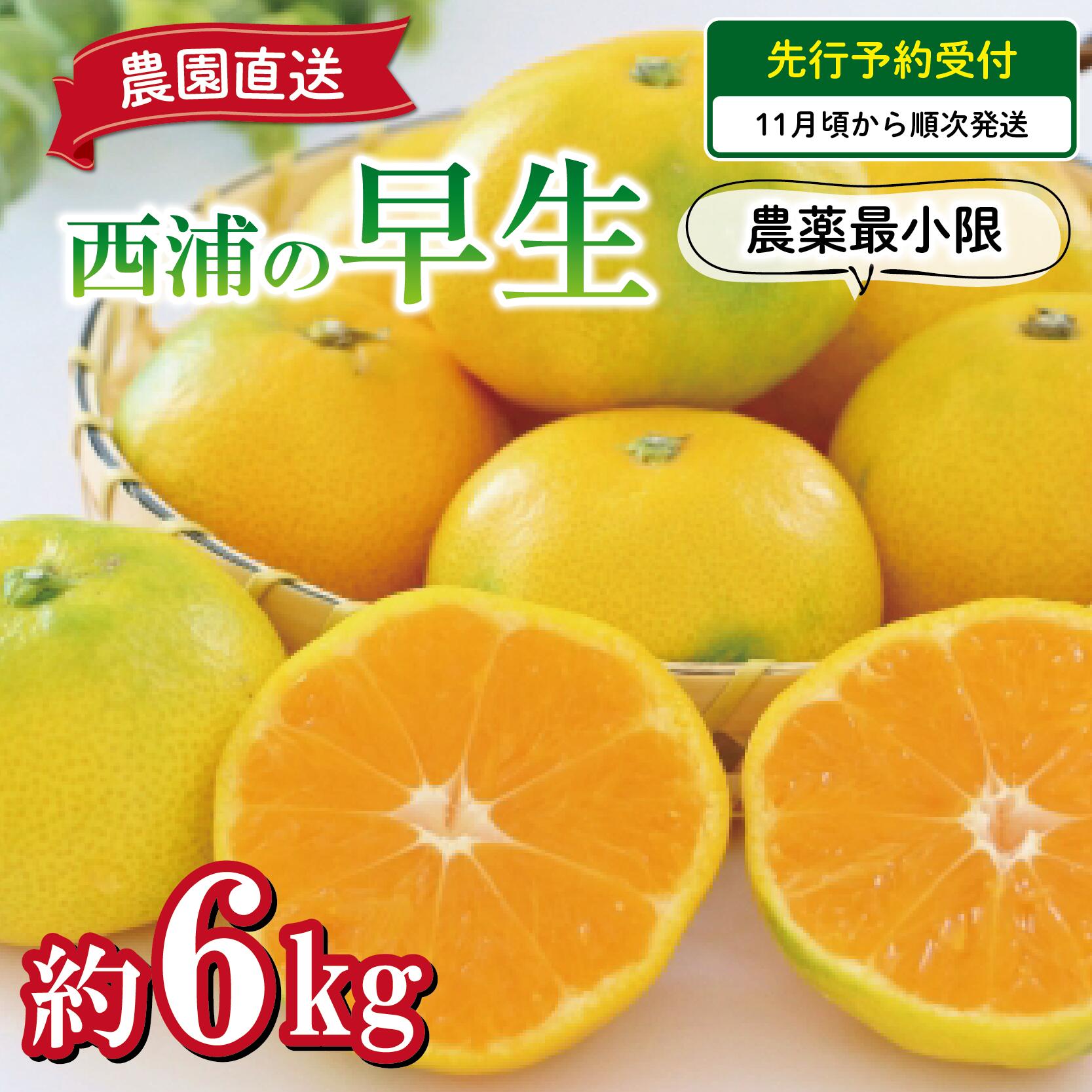 驚きの値段で】 柑橘 オレンジ 送料無料 6kg 予約受付 早生 蜜柑 西浦 みかん 減農薬 フルーツ・果物