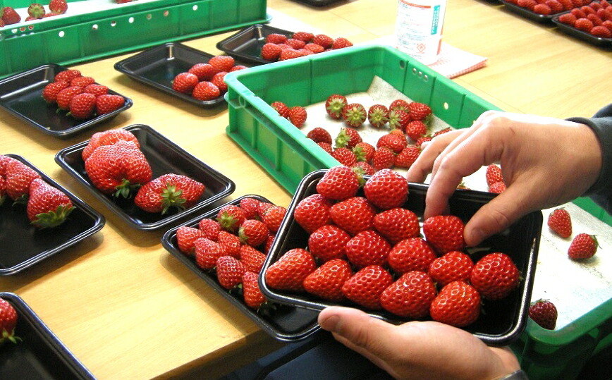 大注目 れっどぱーる 富丘佐野農園 自慢のいちご 完熟紅ほっぺ ２パック 静岡県富士宮市 静岡県富士宮市 新発 Www Acvprecision Com