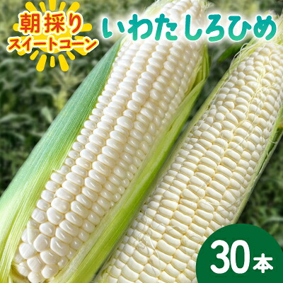 【ふるさと納税】【2026年6月～7月順次発送】とうもろこし ホワイト 30本 A品 朝採りスイートコーン 雪の妖精【配送不可地域：離島・北海道・沖縄県・東北・中国・四国・九州】【1713808】