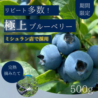 【ふるさと納税】【極上】完熟 生ブルーベリー500g【配送不可地域：離島】【1515681】