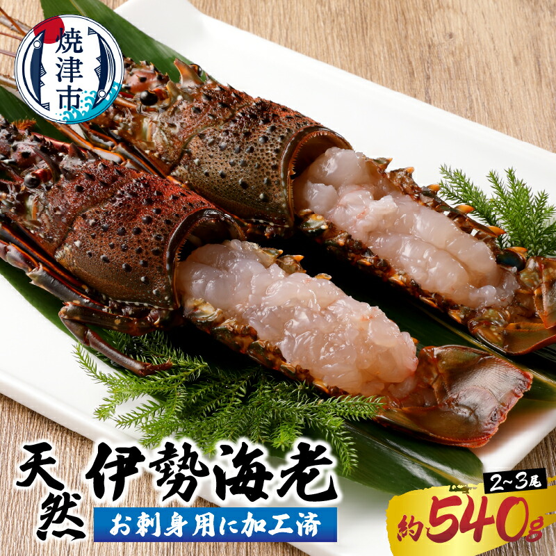 【ふるさと納税】 伊勢海老 えび 殻付き 刺身 冷凍 お造り セット 焼津 約540g （2～3匹） お刺身用に加工済 a30-171
