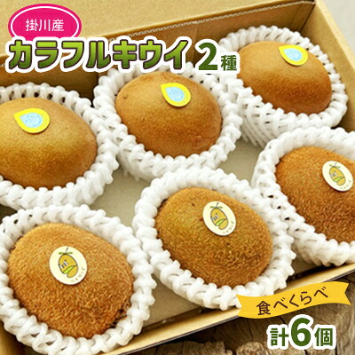 【ふるさと納税】掛川産 カラフルキウイ 5種・15個~18個セット:キウイフルーツカントリーJapan 5887【配送不可地域:離島・北海道・沖縄県・四国・九州】【1652650】|静岡県掛川市