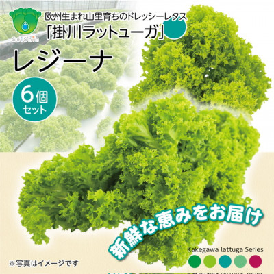 【ふるさと納税】【こだわりの1種×6株】リーフレタス「掛川ラットューガ・レジーナ」【配送不可地域：離島・北海道・沖縄県・四国・九州】【1695451】