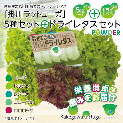 【ふるさと納税】リーフレタスパウダー計10gと掛川ラットューガ5種×1株セット【配送不可地域:離島・北海道・四国・九州】【1699744】|静岡県掛川市