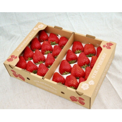 【ふるさと納税】紅ほっぺ 大粒　約500g×2パック_ いちご 苺 イチゴ 紅ほっぺ フルーツ 果物 送料無料 静岡県 掛川市 【配送不可地域：離島・北海道・沖縄県・四国・九州】【1711396】