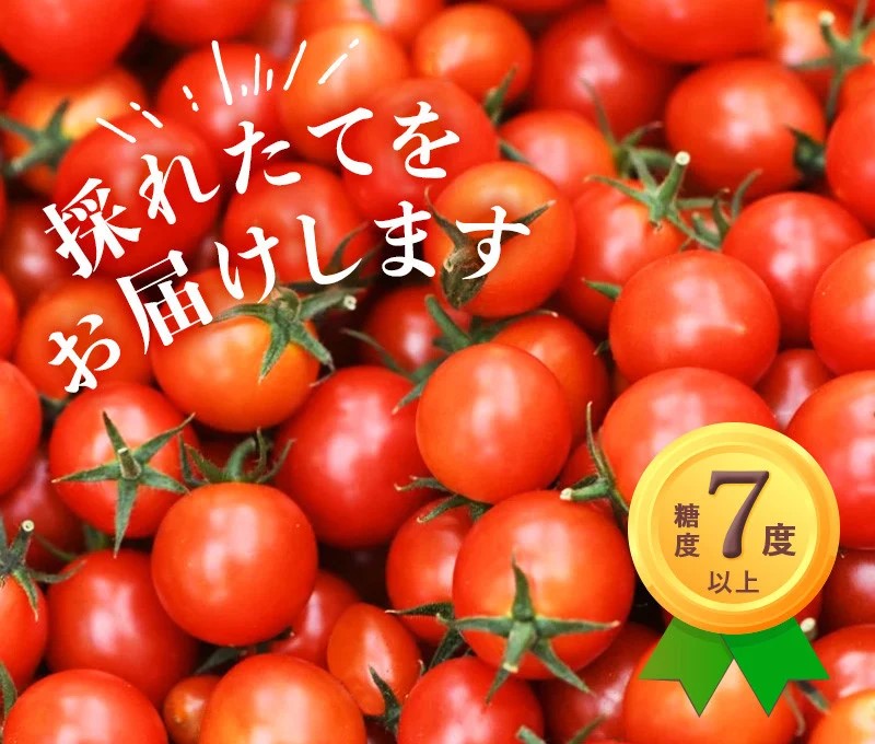 美しい新品送無 掛川産 プチトマト 掛川産ミニトマト 千果 ちか １５０g １２パック7月中旬より受付順に順次発送予定食品 ミニトマト 野菜 きのこ ふるさと納税 トマト 掛川産ミニトマト 千果 ちか １５０g １２パック7月中旬より受付順に順次発送予定 静岡県