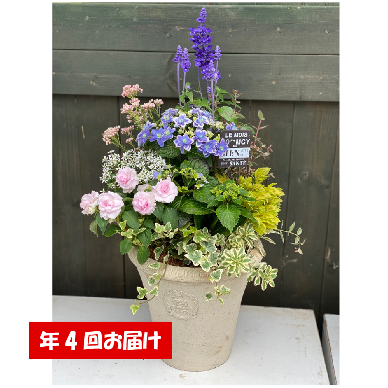 楽天市場】【ふるさと納税】クリスマスローズ鉢植え 氷の薔薇ベノッタ