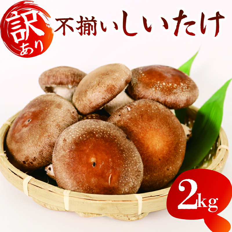 【ふるさと納税】 訳あり 不揃い 生しいたけ 2kg しいたけ シイタケ 椎茸 朝収穫 食べ応え 肉厚 うまみ 菌床 栽培期間中 農薬不使用 国産 新鮮 自然 栄養 ビタミンD 低カロリー 健康 料理 煮物 炒め物 キノコ 贈り物 ギフト 藤枝市 静岡県|静岡県藤枝市