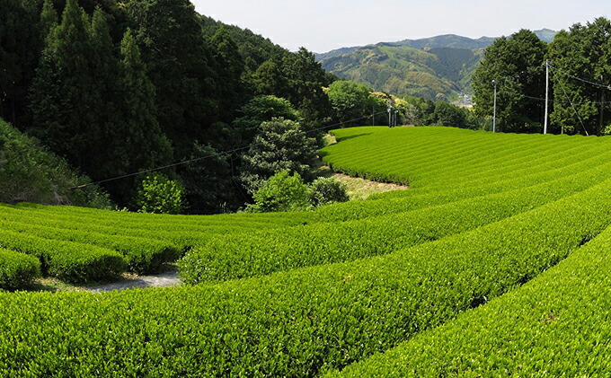 ふるさと納税 21年度度産み 新赤銅 若葉の蘭麝のオーガニック茶4元 飲み物型 茶葉 日付本茶 煎茶 詰め合わせ 有機 お届け 21年5ムーン10日から順次派遣 Marchesoni Com Br