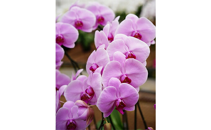 静岡県藤枝市 ふるさと納税 大輪胡蝶蘭 ピンク3本立 36輪以上 植物 インテリア 花 観葉植物