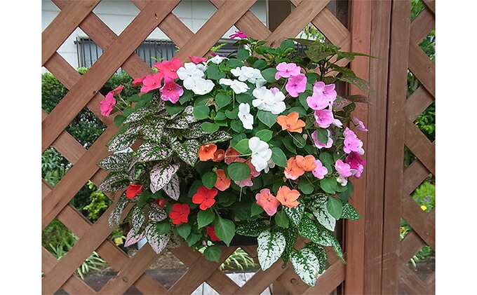 ハンギングバスケット寄せ植え 年4回定期便 花 観葉植物 静岡県藤枝市 定期便 花 鉢花 静岡県藤枝市 ふるさと納税 ハンギングバスケット寄せ植え 年4回定期便 花 観葉植物 静岡県藤枝市 定期便 花 鉢花 静岡県藤枝市 ふるさと納税