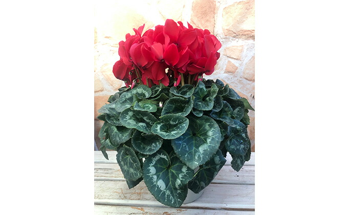 静岡県藤枝市 ふるさと納税 オンライン決済限定 花 観葉植物 高級シクラメン鉢植え 赤系5号 オンライン決済限定 花 お届け 21年12月1日より順次出荷予定 鉢花 Southernoaksfuneralservice Com