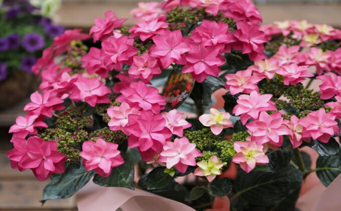 ふるさと納税 母の日ギフト アジサイダンスパーティーハッピー 花 アジサイ ギフトラッピング あじさい 紫陽花 お花 フラワー お届け 22年5月1日 7日 Kakuyasu Odoroki 花束 切花 Indiansecurityforceisf In