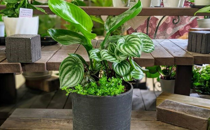 いよいよ人気ブランド 観葉植物の寄せ植えdx お届け Fucoa Cl