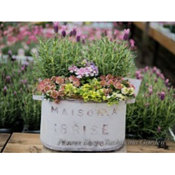 【ふるさと納税】 季節のおまかせ寄せ植え 1鉢 3月-12月出荷予定 花苗 観葉植物 ガーデニング 園芸 お花 寄せ植え プランター 鉢植え 花壇 季節の花 玄関 ベランダ 庭 インテリア 装飾品 工芸品 贈答 ギフト プレゼント 祝い 記念日 母の日 誕生日 植物 自然 藤枝市 静岡県｜静岡県藤枝市 17,500円