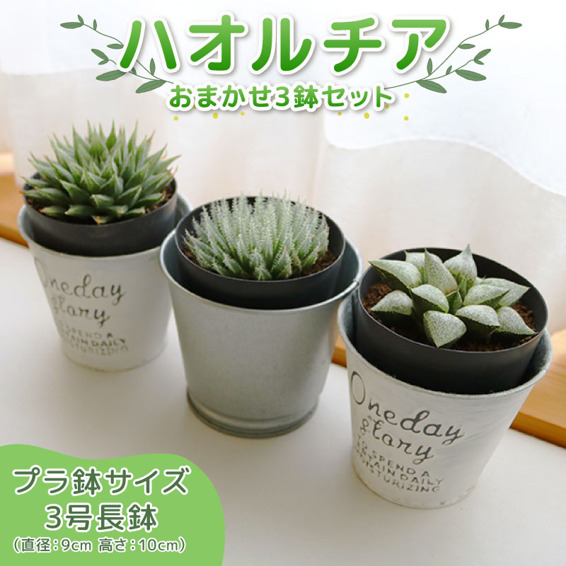 Top【選抜株】多肉植物　362154ピーチス＆クリーム錦　50個　鉢無し/脱土 楽天市場】【ふるさと納税】 多肉植物 ハオルチア 3鉢 セット 観葉植物