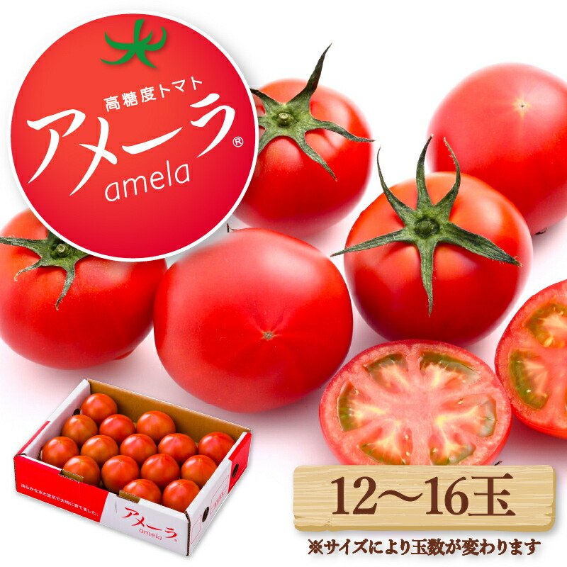 【ふるさと納税】 トマト アメーラ 12-16玉 発送時期が選べる 糖度 7.5 以上 甘い 野菜 セット 産地 直送 旬野菜 送料無料 とまと 発送 ふるさと納税トマト ふるさと納税野菜   静岡県 藤枝