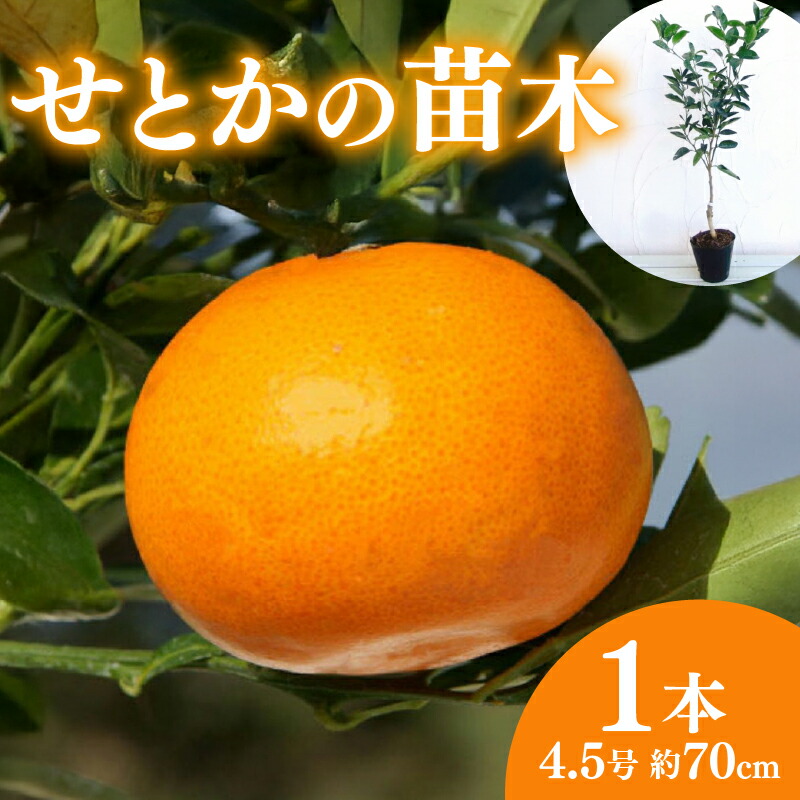 2026年父の日特集！