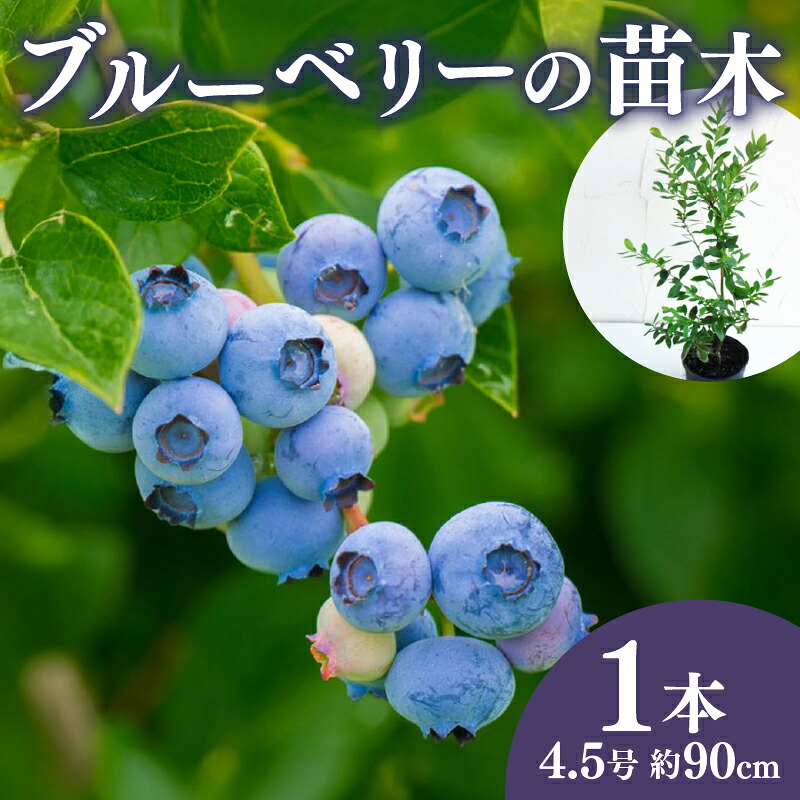 【ふるさと納税】 ブルーベリー 苗 苗木 ラビットアイ系 果樹苗 家庭菜園 植物 果物 くだもの 果樹 園芸 ガーデニング DIY 庭 栽培 鉢植え 果実 フルーツ アントシアニン ポリフェノール 農業 収穫 健康 藤枝市 静岡県｜静岡県藤枝市