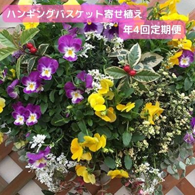 華麗 鉢花 ふるさと納税 ハンギングバスケット お任せ寄せ植え 年4回定期便 定期便 植物 お花 癒し お楽しみ 季節の花 季節の苗 四季折々 1月 4月 6月 10月 お届け お庭 玄関 ベランダ 壁掛け 静岡県藤枝市