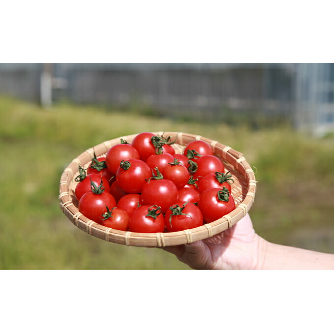 【ふるさと納税】機能性表示食品 Hapitoma ハピトマ 糖度6（1kg）【配送不可：北海道・沖縄・離島】健康 ヘルシー GABA リコピン 人気 厳選 袋井市 野菜 トマト ミニトマト とまと