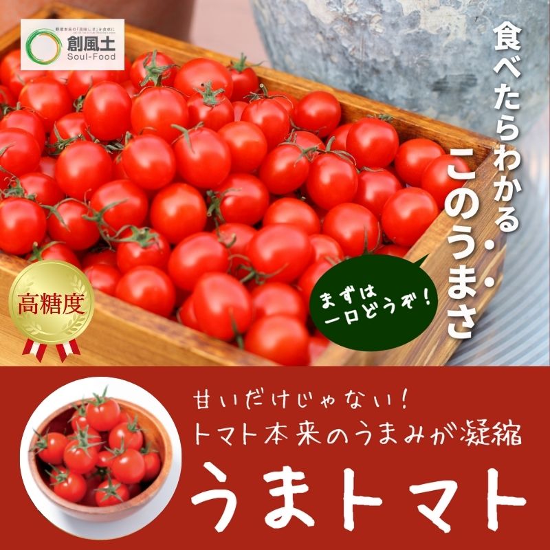 【ふるさと納税】【2025年5月中旬より順次発送】うまトマト 1kg 野菜 甘さ 酸味 糖度８度以上 高糖度 ミニトマト お弁当 サラダ おやつ 濃厚 付け合わせ 緑黄色野菜 赤い野菜 　お届け：2025年5月上旬～2024年6月中旬まで