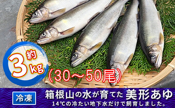 ふるさと納税 箱根の水が育てた美形あゆ 冷凍 ふるさと納税 箱根の水が育てた美形あゆ 冷凍
