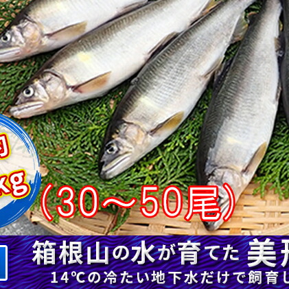 ふるさと納税 箱根のウォーターが育てた美玉あゆ 冷凍 約3kg 魚軟体動物 鮎 アユ Fikirteknesi Com H2 ふるさと納税 箱根のウォーターが育てた美玉あゆ 冷凍 約3kg 魚軟体動物 鮎 アユ H2