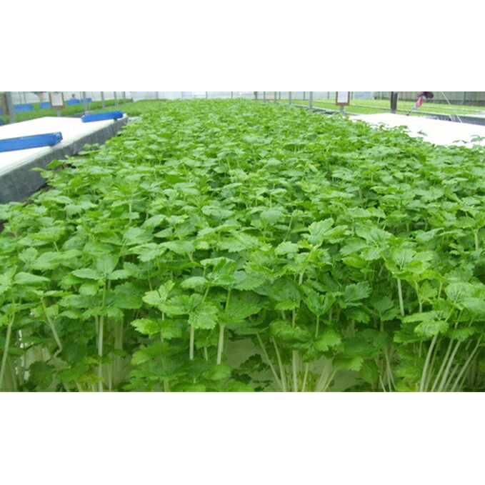 【ふるさと納税】そのまま食べられる！野菜サラダセット24袋【配送不可：離島】 詰め合わせ