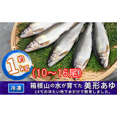 【ふるさと納税】鮎 静岡 箱根の水が育てた 美形 あゆ 約1kg（10～16尾） 魚 魚介 魚介類 鮮魚 小分け 冷凍 冷凍配送 静岡県 裾野 裾野市