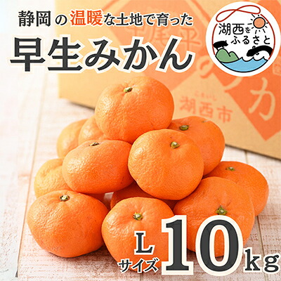 【ふるさと納税】【先行予約】【11月上旬より順次出荷予定】早生みかん約10kg Lサイズ〔鈴木農園〕【1510108】｜静岡県湖西市