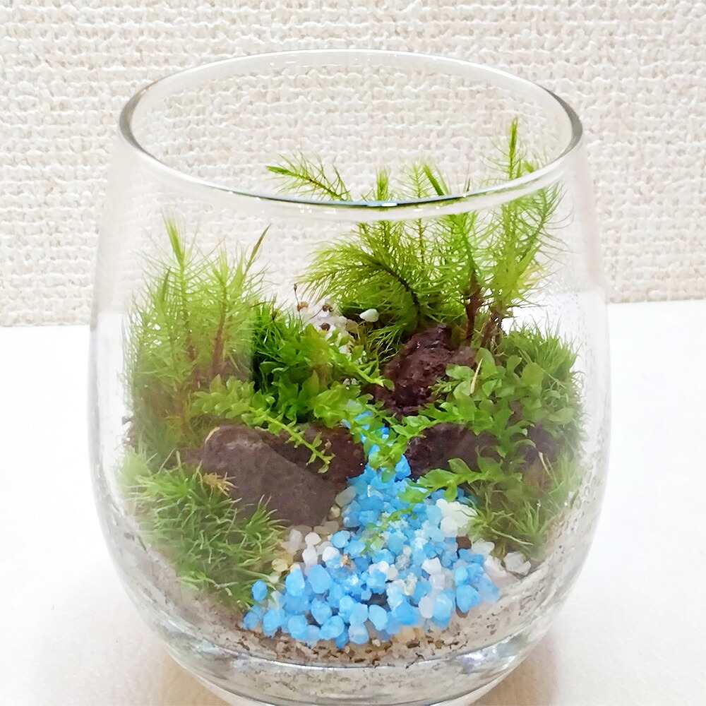 【ふるさと納税】【手づくり一揃いの道具】水呑み瓶 苔テラリウム【室内装飾】1仕掛ける 苔×3類概念 テラリウム 苔リウム 苔 蘚苔 ホソバオキナゴケ ヒノキゴケ コツボゴケ 溶岩石 飾りつけ砂 観葉草木 緑であること 雑貨 静岡県 菊川市 貨物輸送無料