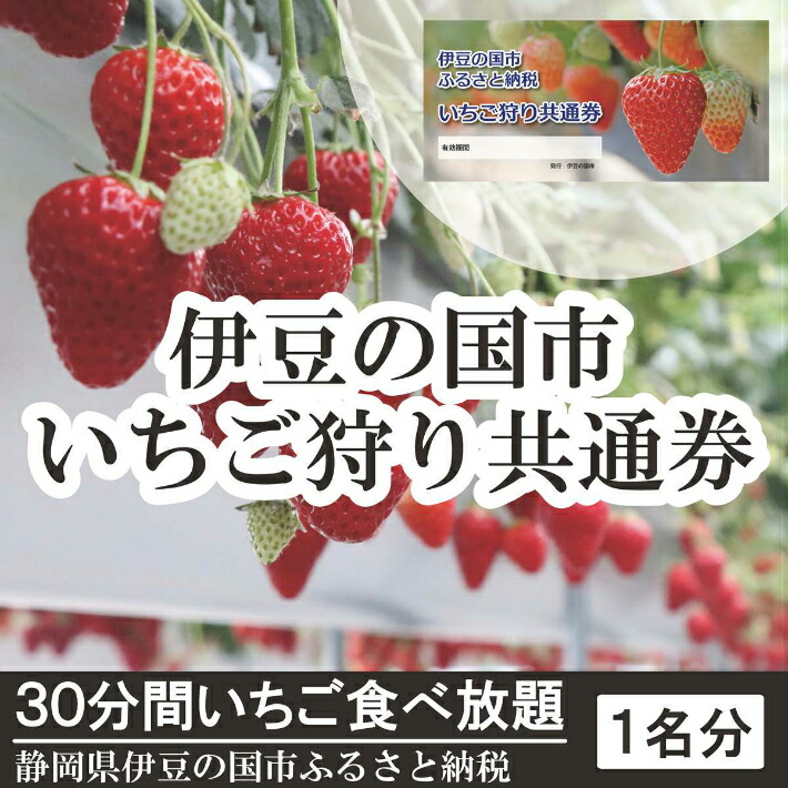 楽天市場 ふるさと納税 体験 チケット 伊豆の国市いちご狩り共通券 1名様分 007 012 静岡県伊豆の国市