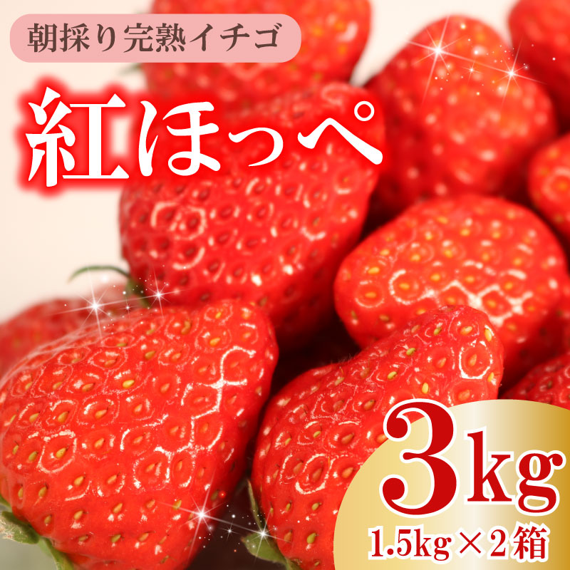 楽天市場】【ふるさと納税】 【令和8年1～3月発送】 朝摘み 紅ほっぺ