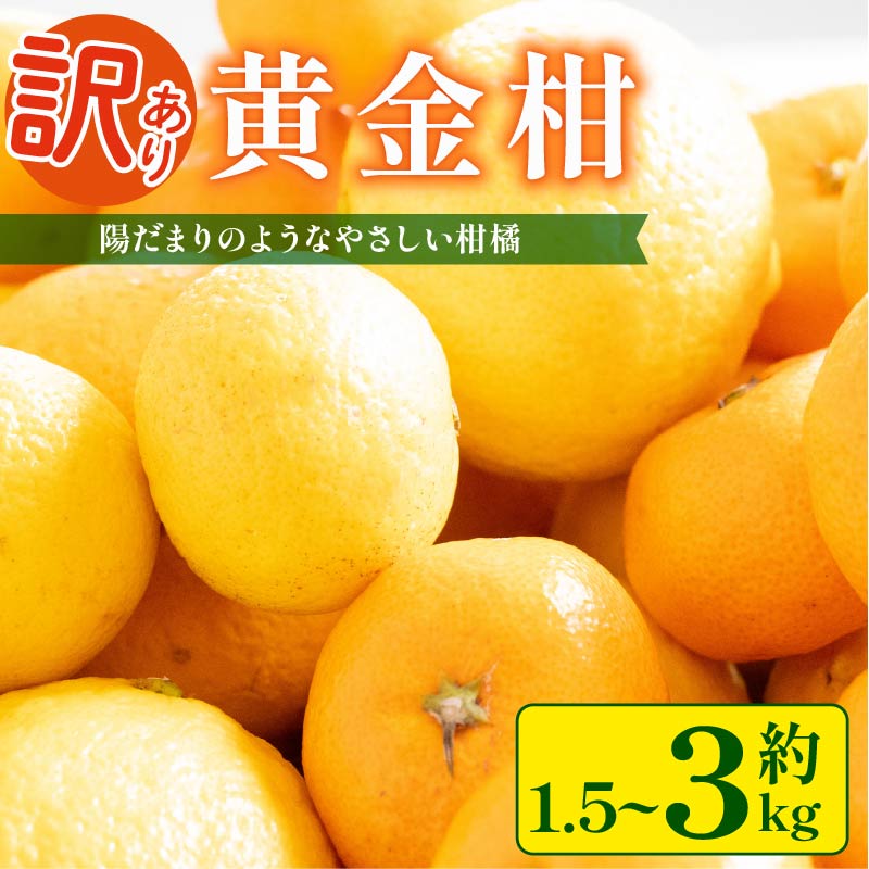 【ふるさと納税】 【先行予約】 訳あり 黄金柑 1.5 ～ 3 kg 低農薬 無化学肥料 みかん ミカン おうごんかん フルーツ 果物 くだもの 柑橘 かんきつ 富士長株式会社 静岡県 牧之原市 わけあり ワケアリ ゴールデンオレンジ｜静岡県牧之原市