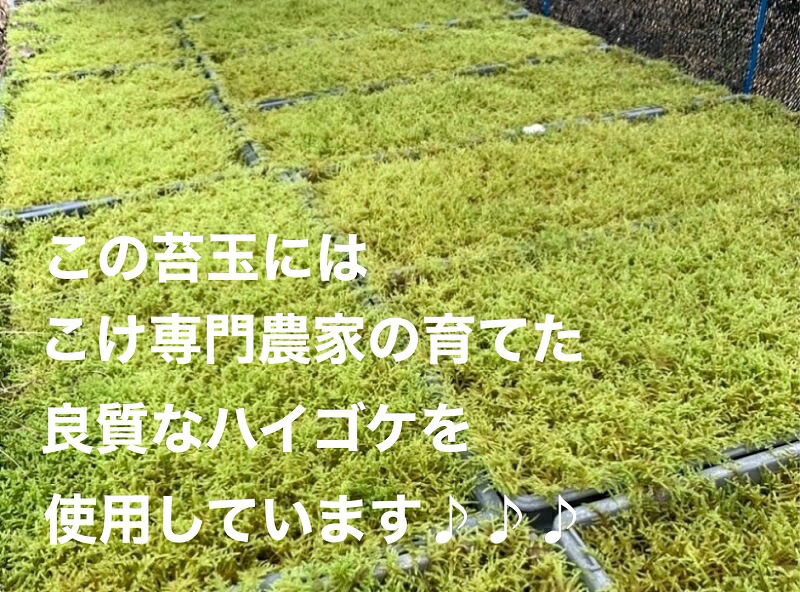セール品 ふるさと納税 こけ専門農家直送 パキラ苔玉 管理方法の説明書付き 植物 コケ専門家 コケ農家 ゴケ インテリア 静岡県 苔g こけじぃ Sferavisia Hr セール品 ふるさと納税 こけ専門農家直送 パキラ苔玉 管理方法の説明書付き 植物 コケ専門家 コケ農家 ゴケ インテリア 静岡県 苔g こけじぃ Sferavisia Hr