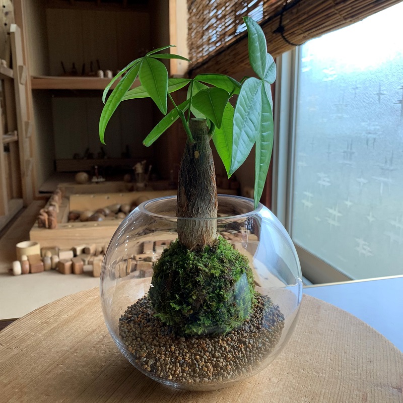 セール品 ふるさと納税 こけ専門農家直送 パキラ苔玉 管理方法の説明書付き 植物 コケ専門家 コケ農家 ゴケ インテリア 静岡県 苔g こけじぃ Sferavisia Hr セール品 ふるさと納税 こけ専門農家直送 パキラ苔玉 管理方法の説明書付き 植物 コケ専門家 コケ農家 ゴケ インテリア 静岡県 苔g こけじぃ Sferavisia Hr
