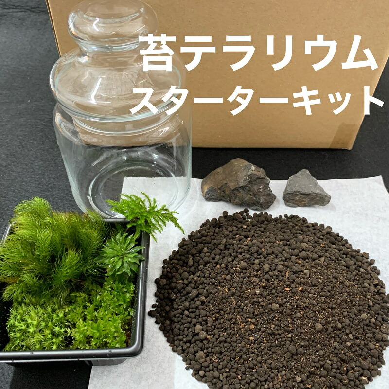 こけ 専門農家直送 苔テラリウム スターターキット 管理方法の説明書付き 植物 苔 ゴケ インテリア 静岡県 苔g こけじぃ 22年最新海外
