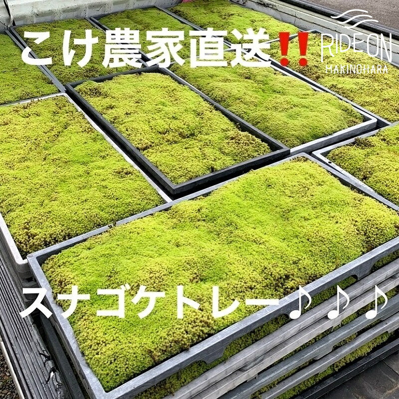 ありがとうを贈る 父の日特集